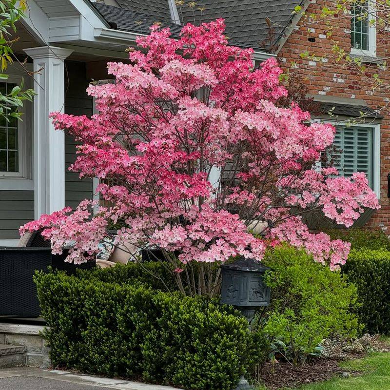 Pink Dogwood