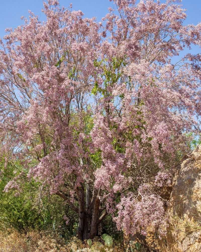 Ironwood Tree