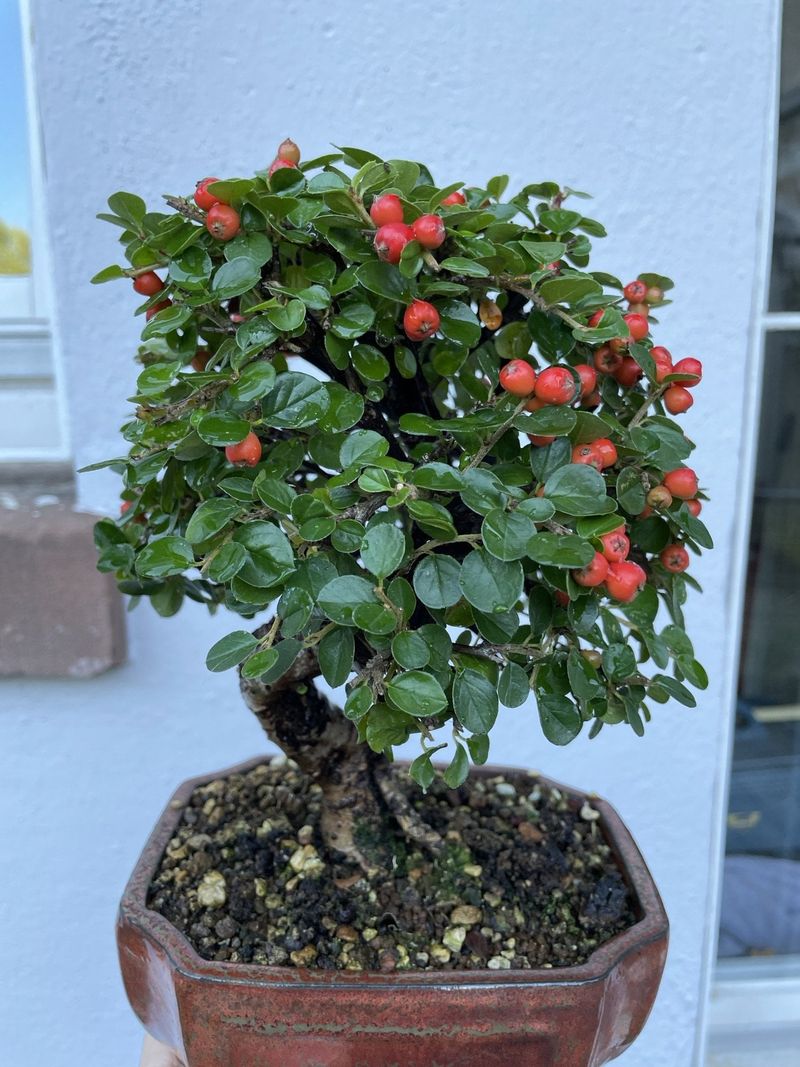 Cotoneaster