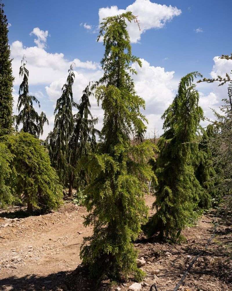 Cedar Of Lebanon (Cedrus Libani)