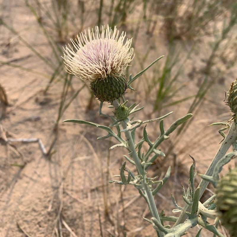 Pitcher’s Thistle