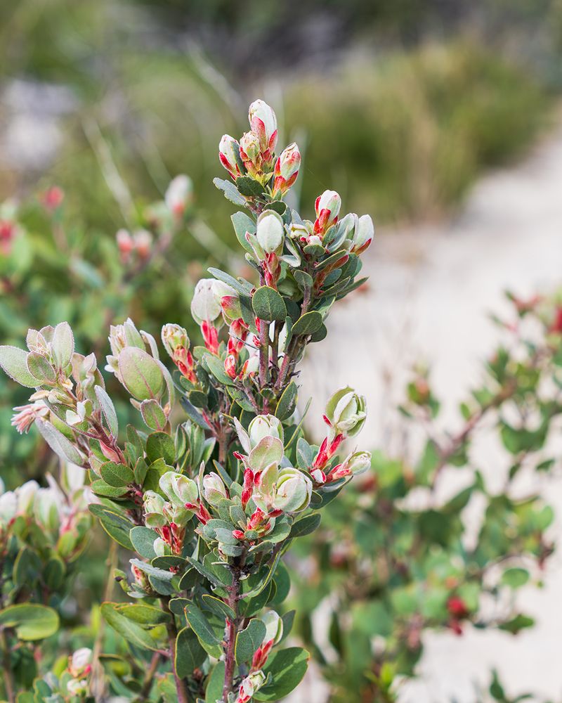 Manzanita