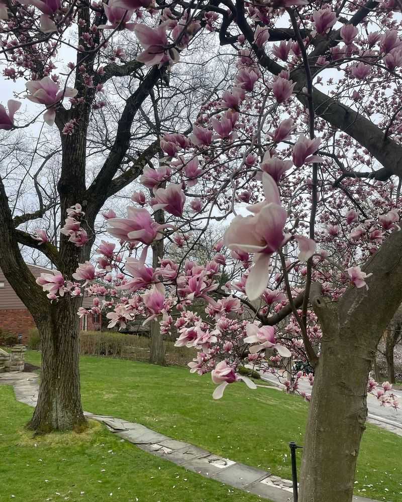 Magnolia Tree