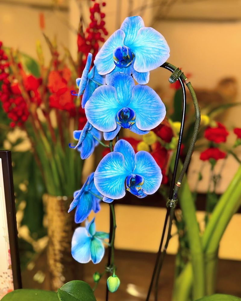Should You Buy A Blue Orchid?