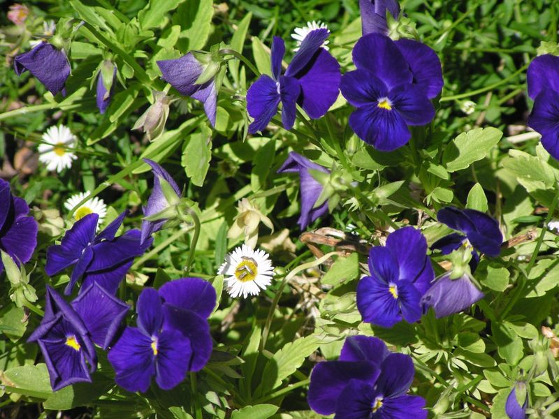 Why Choose Horned Viola Over Grass?