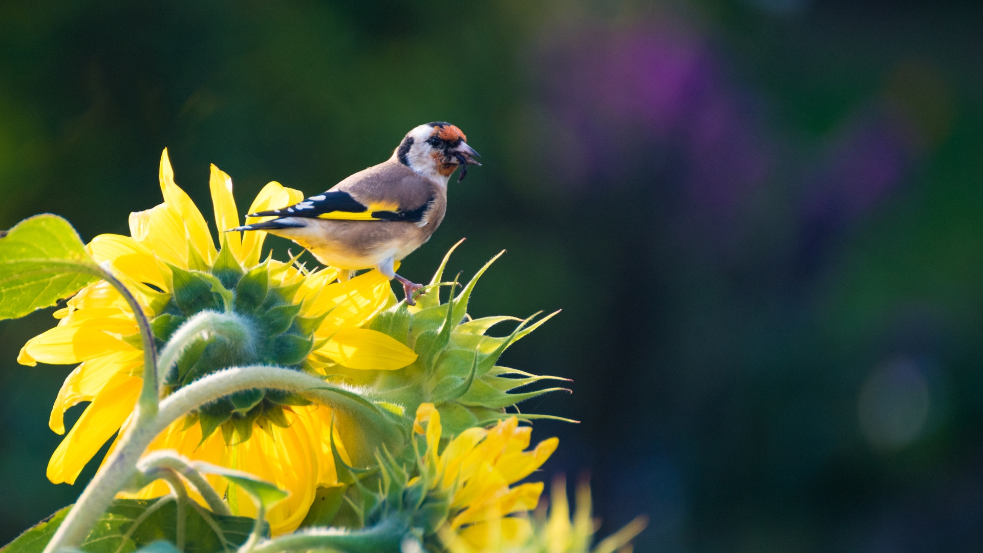 bird on a sunflower