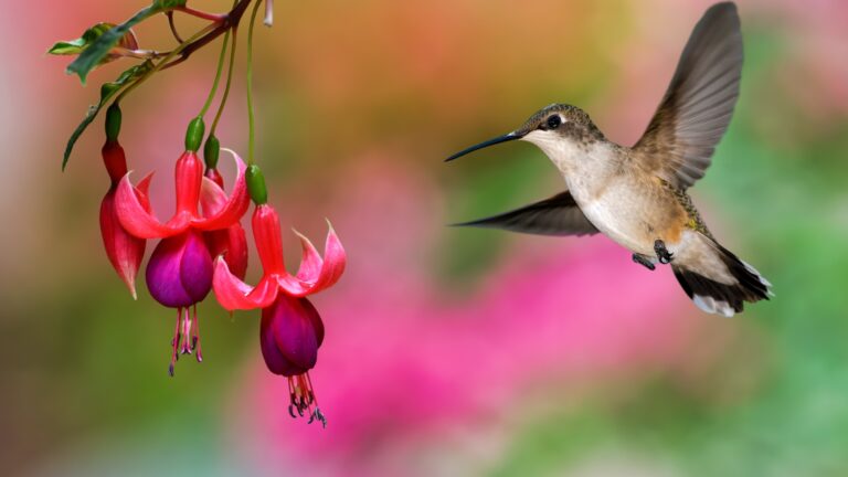 hummingbird feeding on a fuchsia