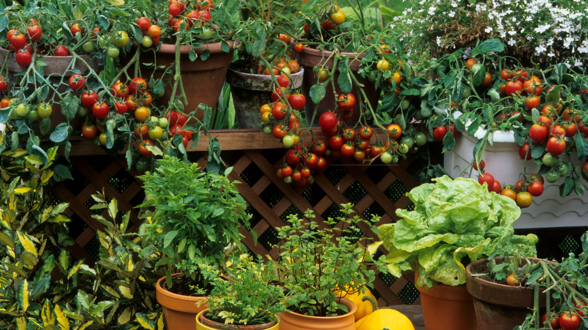 veggie garden