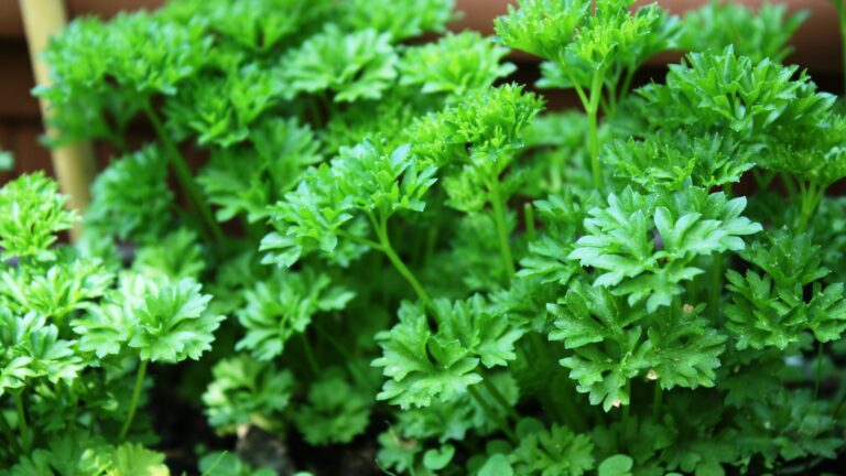Fresh parsley in the garden