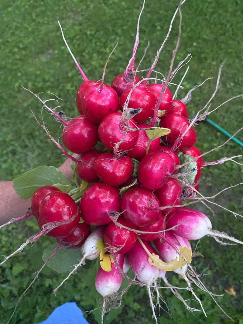 Radishes