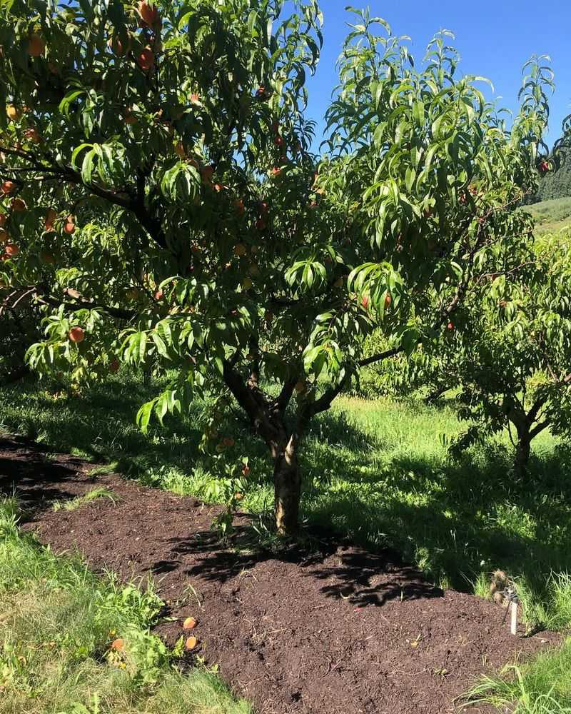 Ideal Growing Conditions For A Healthy Peach Tree