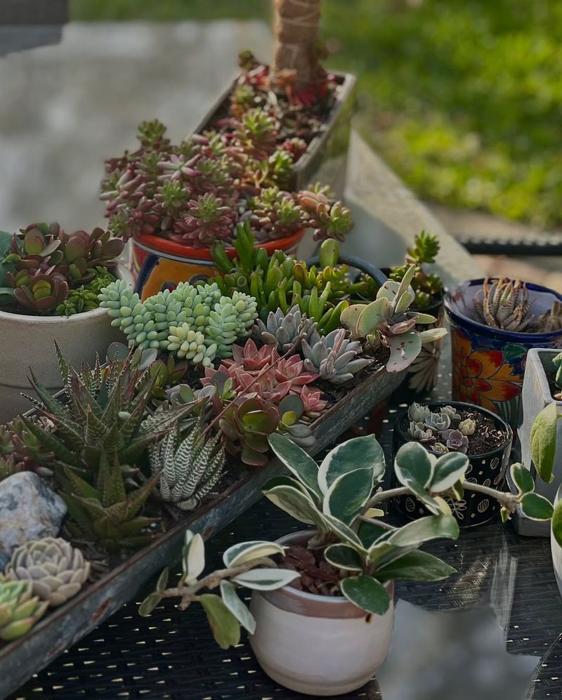 Choosing The Best Outdoor Location For Your Plants