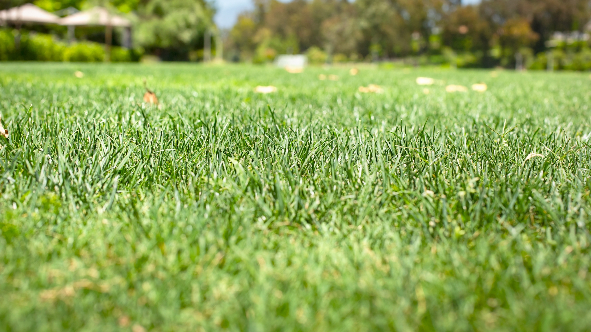 When To Level A Lawn — 8 Tell-Tale Signs Experts Say Indicate ThisTask Is Overdue And Helpful Leveling Tips)