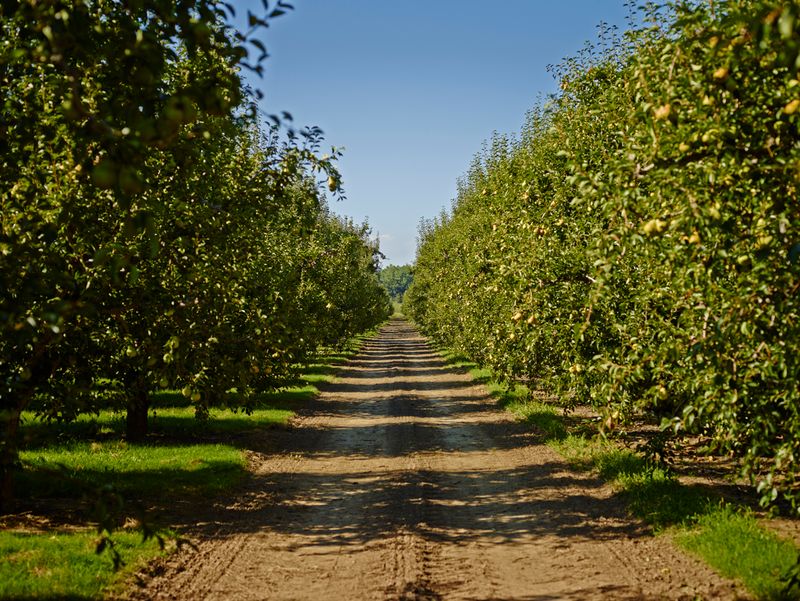 Do You Need Two Pear Trees for Pollination?