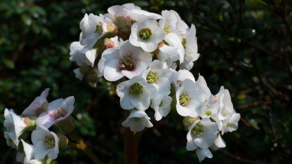 white bergenia