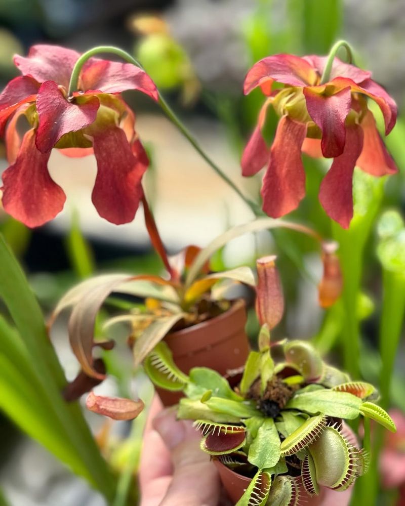 Alabama Canebrake Pitcher Plant