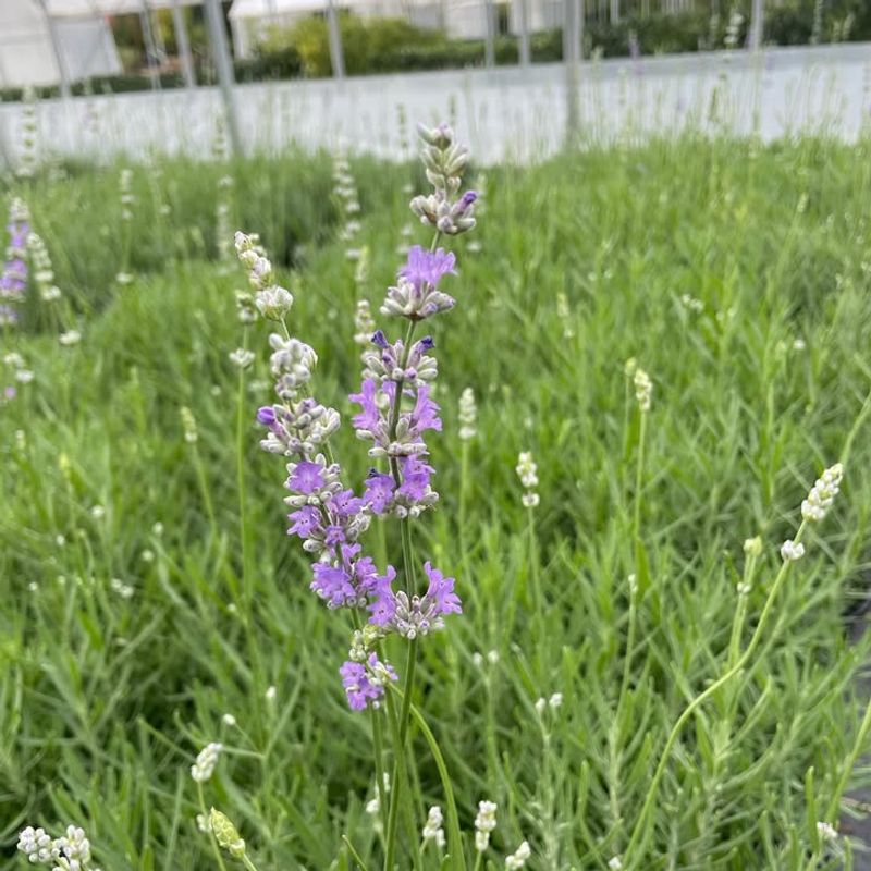 Blue Cushion Lavender