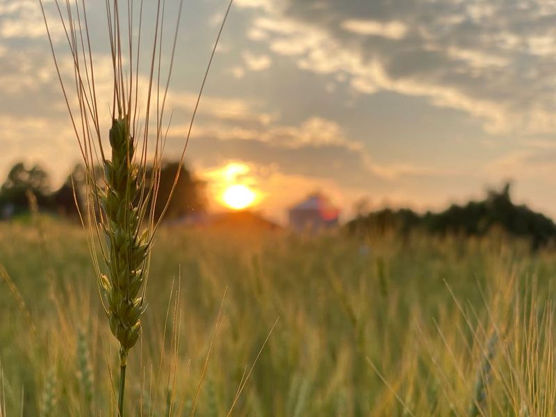 Turkey Red Wheat