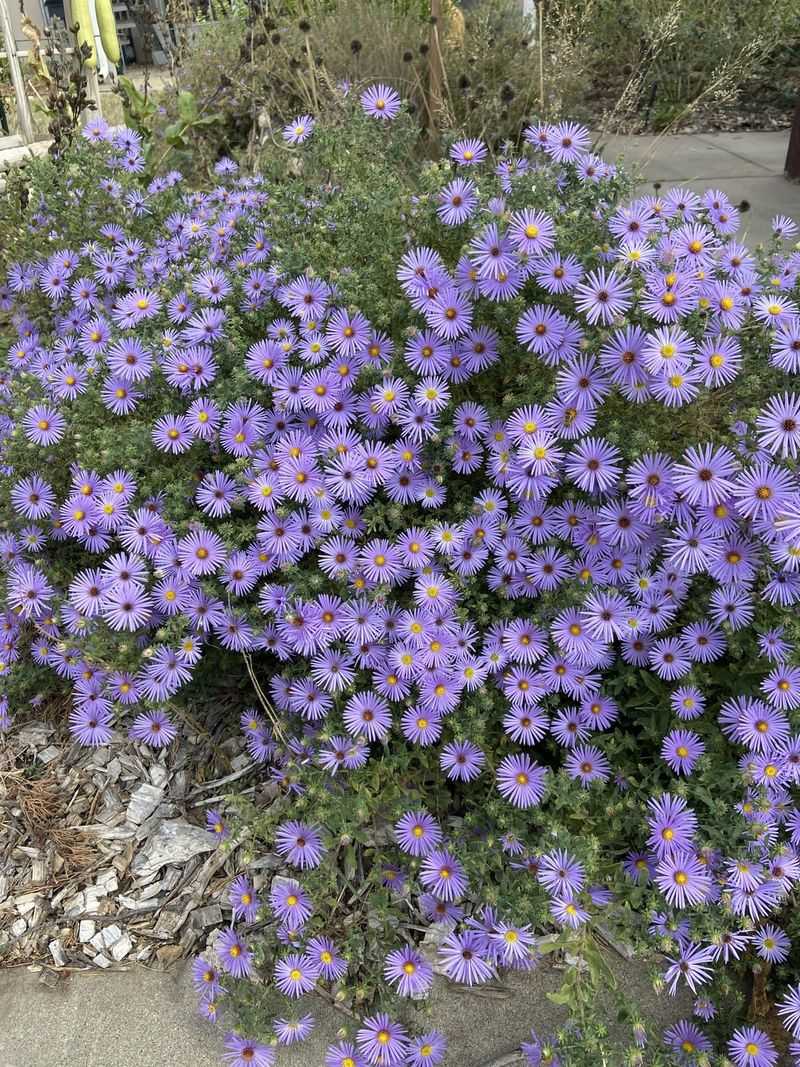 Lavender Mums