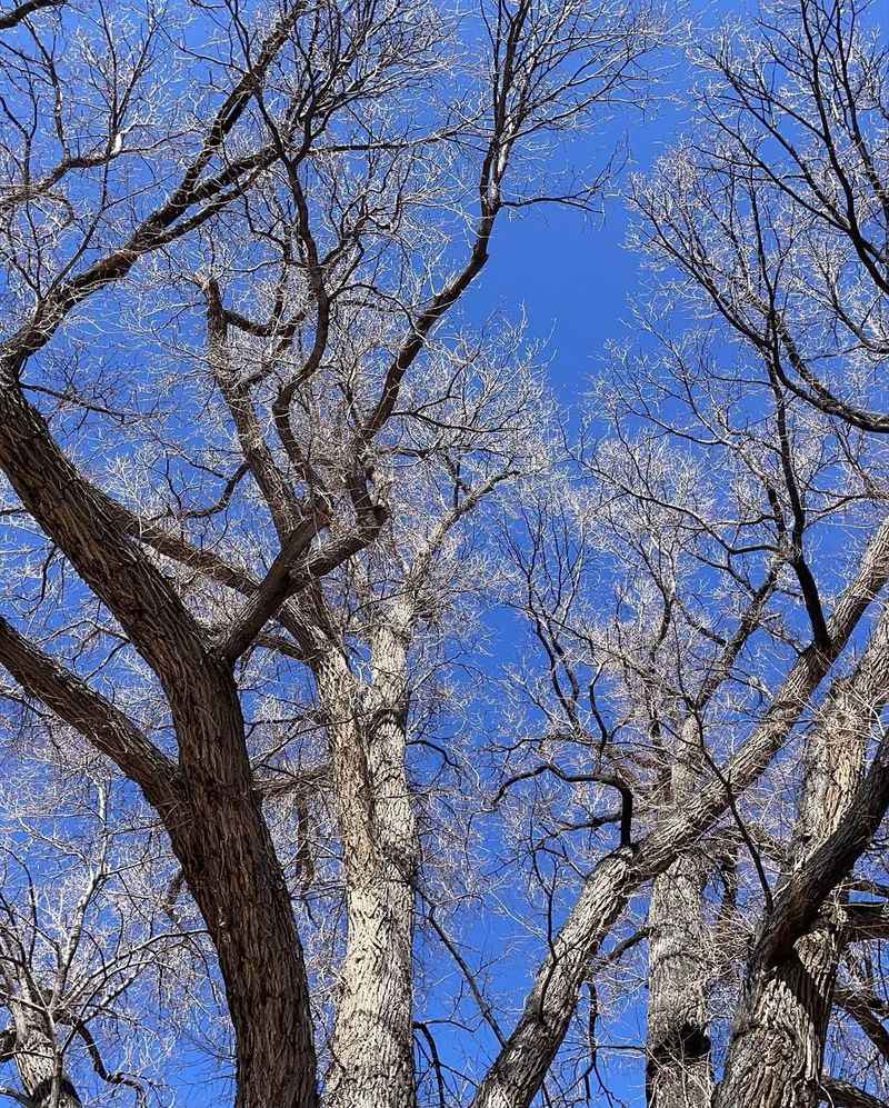 Siberian Elm