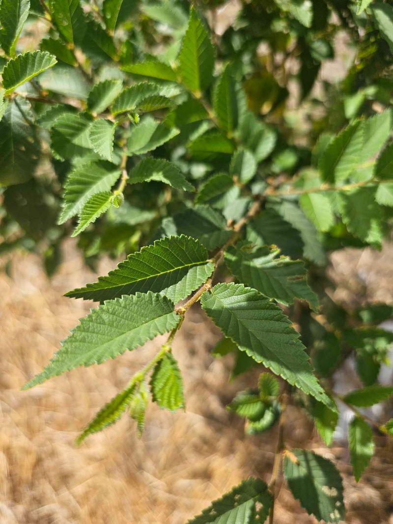 Siberian Elm (Ulmus pumila)