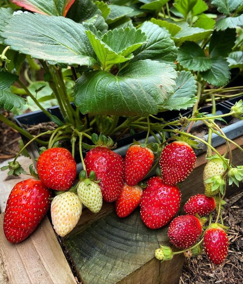 Red Gauntlet Strawberry