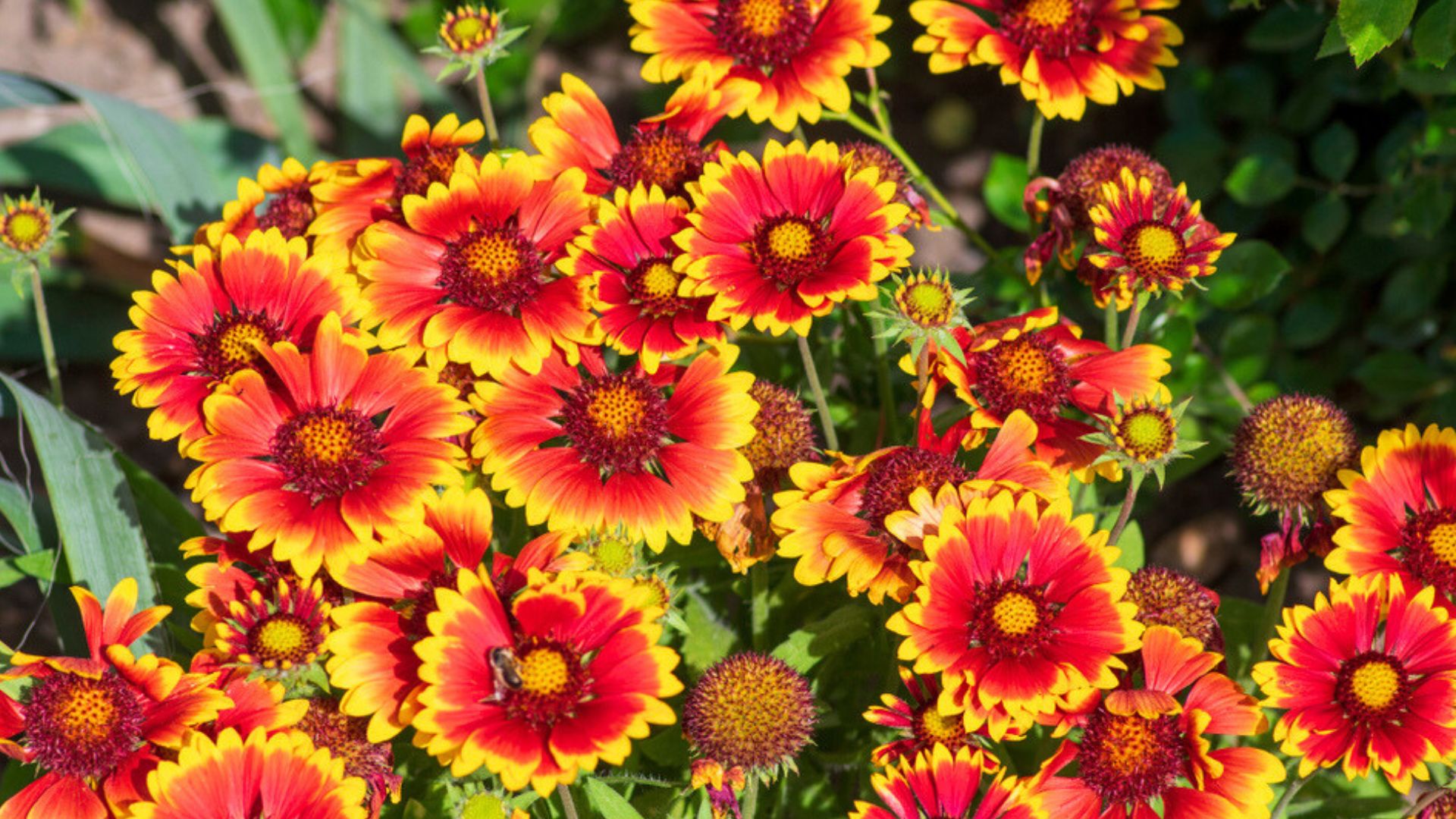 Why Blanketflower Is The Must-Plant Perennial For Nonstop Summer Blooms—26 Reasons To Grow It