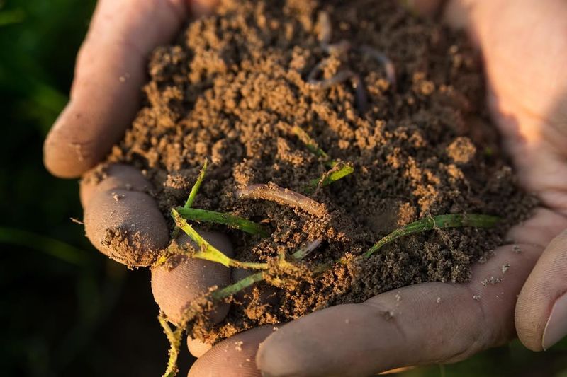 The Role Of Microorganisms In Soil Health