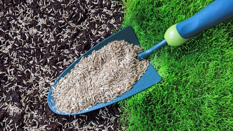 grass seed on a small garden shovel
