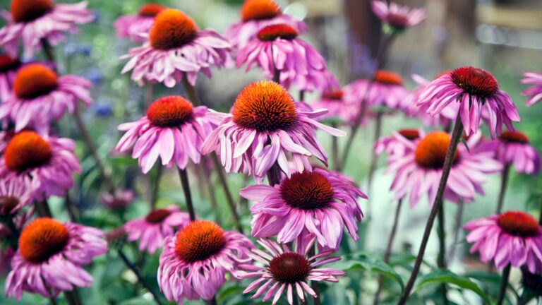 coneflowers blooming in garden