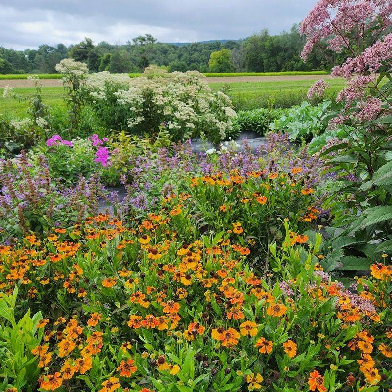 Low-Maintenance Benefits Of Perennials