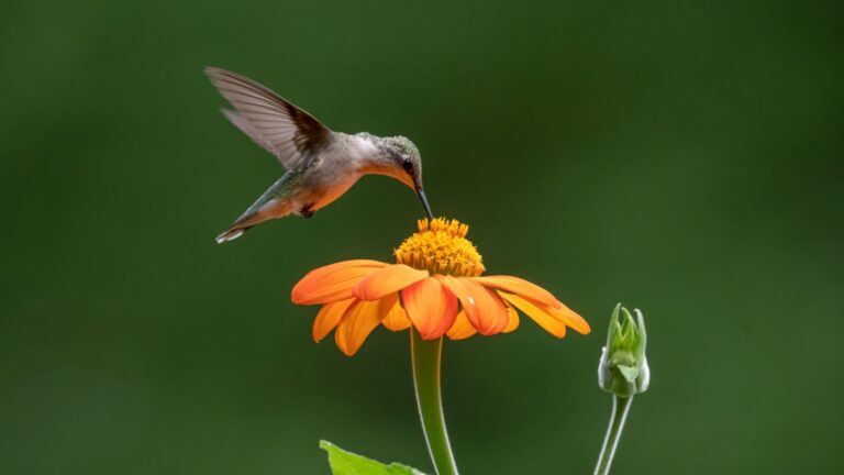 hummingbird feeding on a mexican sunflower