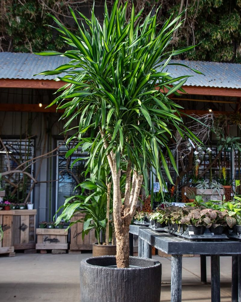 When Is The Right Time To Move Houseplants Outside?