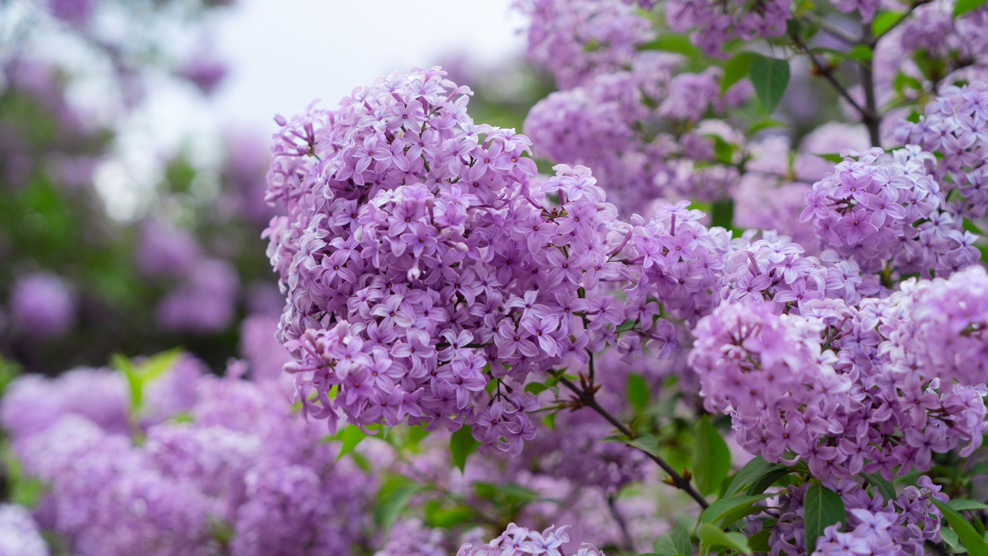 Flowering lilac