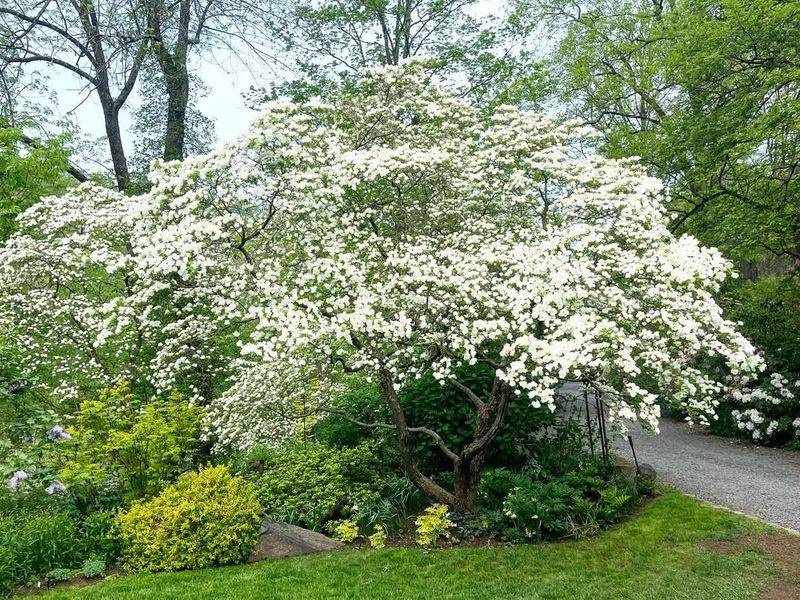 Dogwood (Cornus Florida)