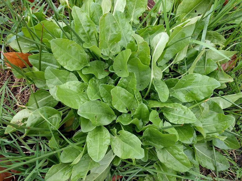 Sorrel (Rumex spp.) – The Tangy Wild Green