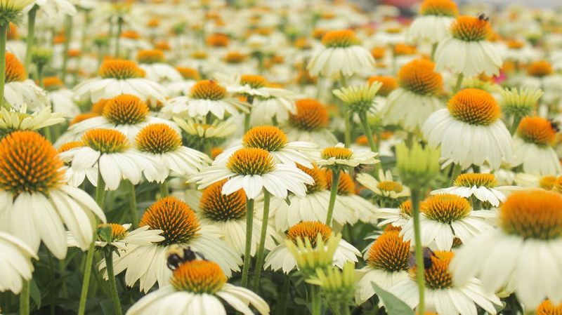 Echinacea