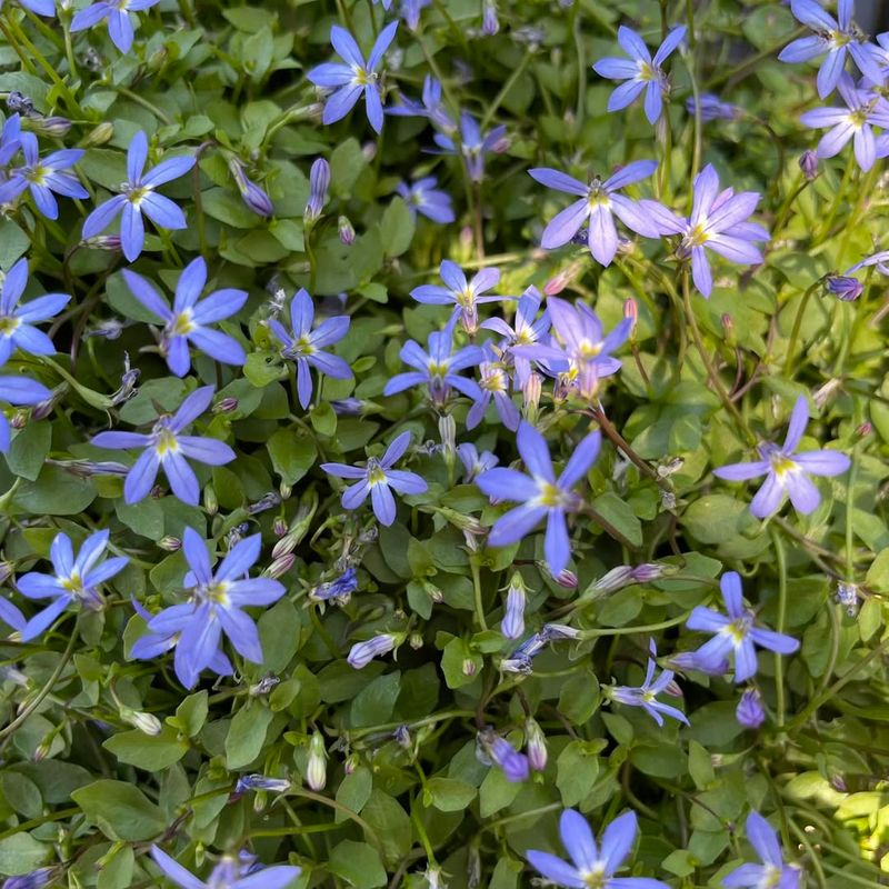 Blue Star Creeper: A Low-Maintenance Ground Cover