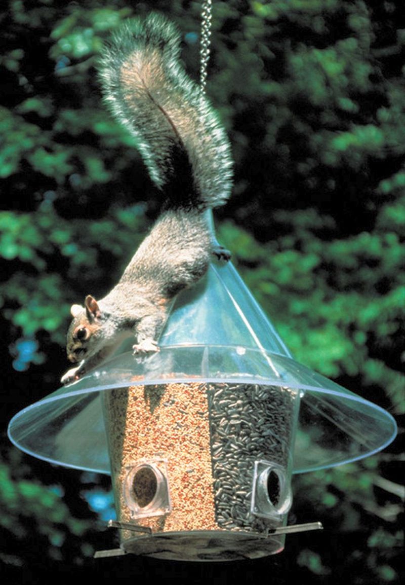 More Birds Squirrel-Proof Feeder