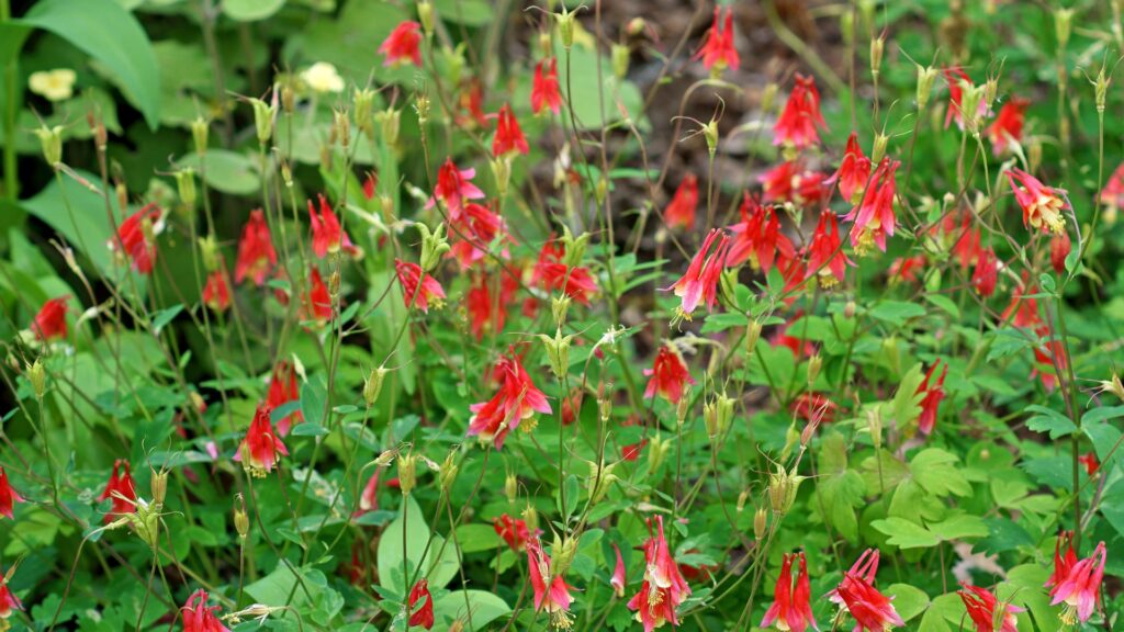 wild columbine