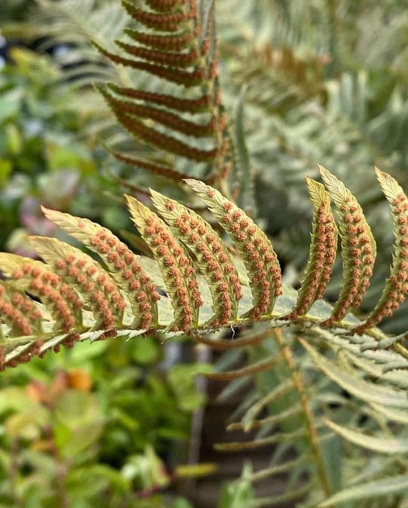 Western Sword Fern