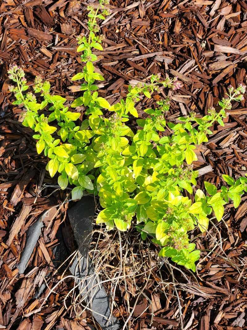 Golden Oregano