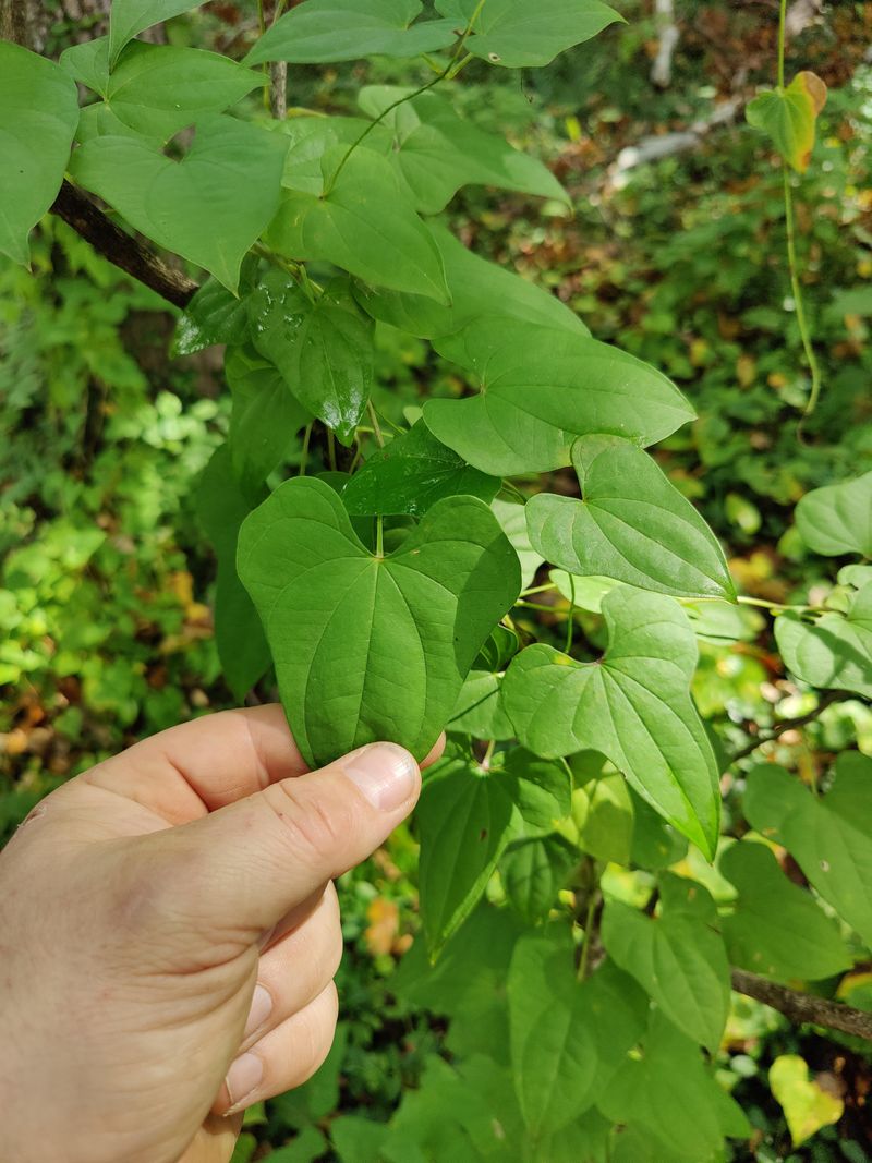 Air Potato Vine (Dioscorea bulbifera)