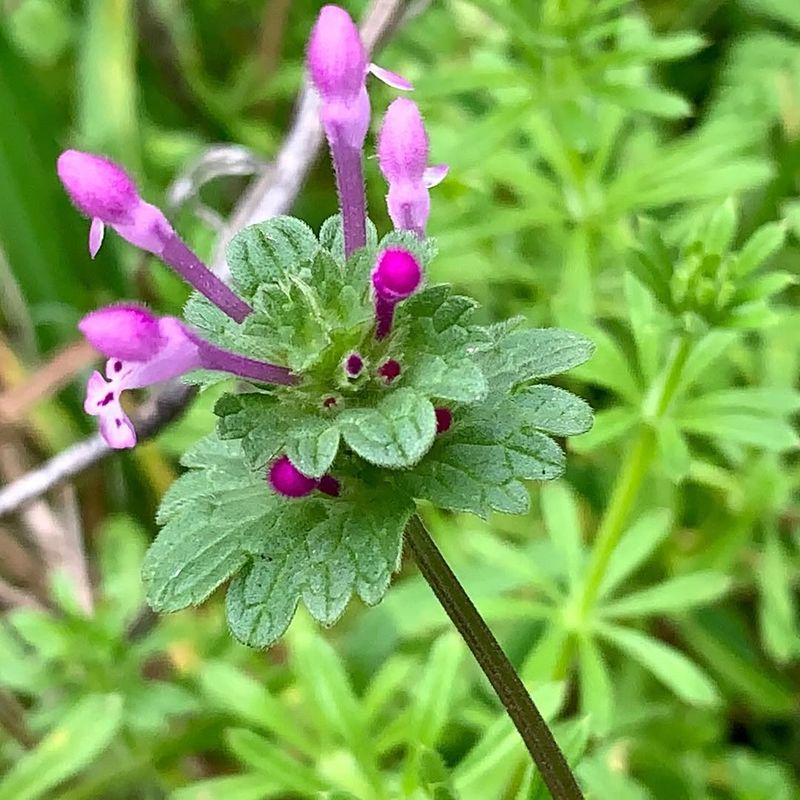 Henbit (Lamium amplexicaule) – The Springtime Forager’s Delight