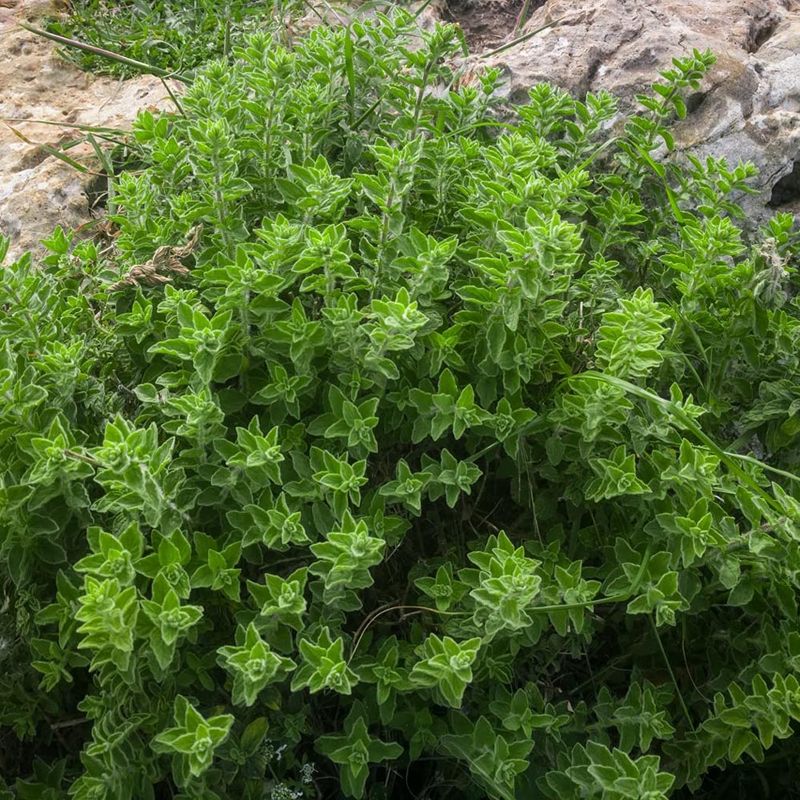 Wild Oregano