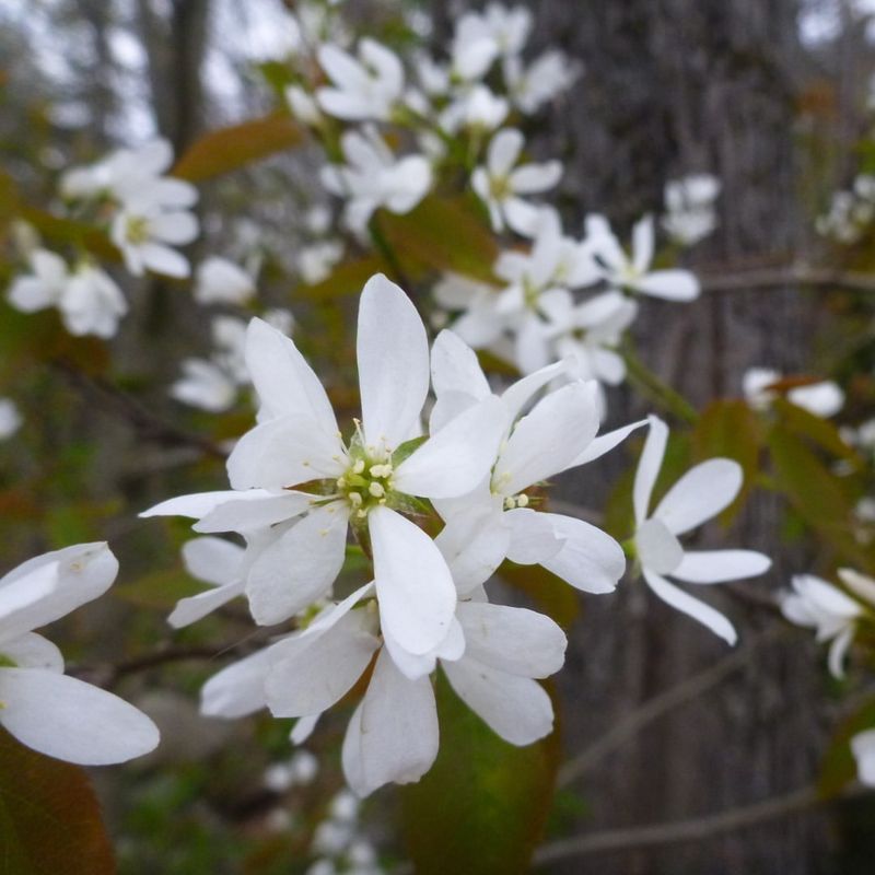 Allegheny Serviceberry