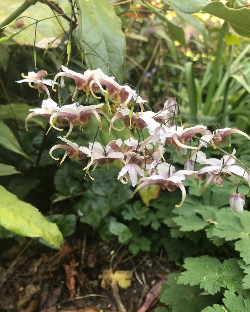 Epimedium