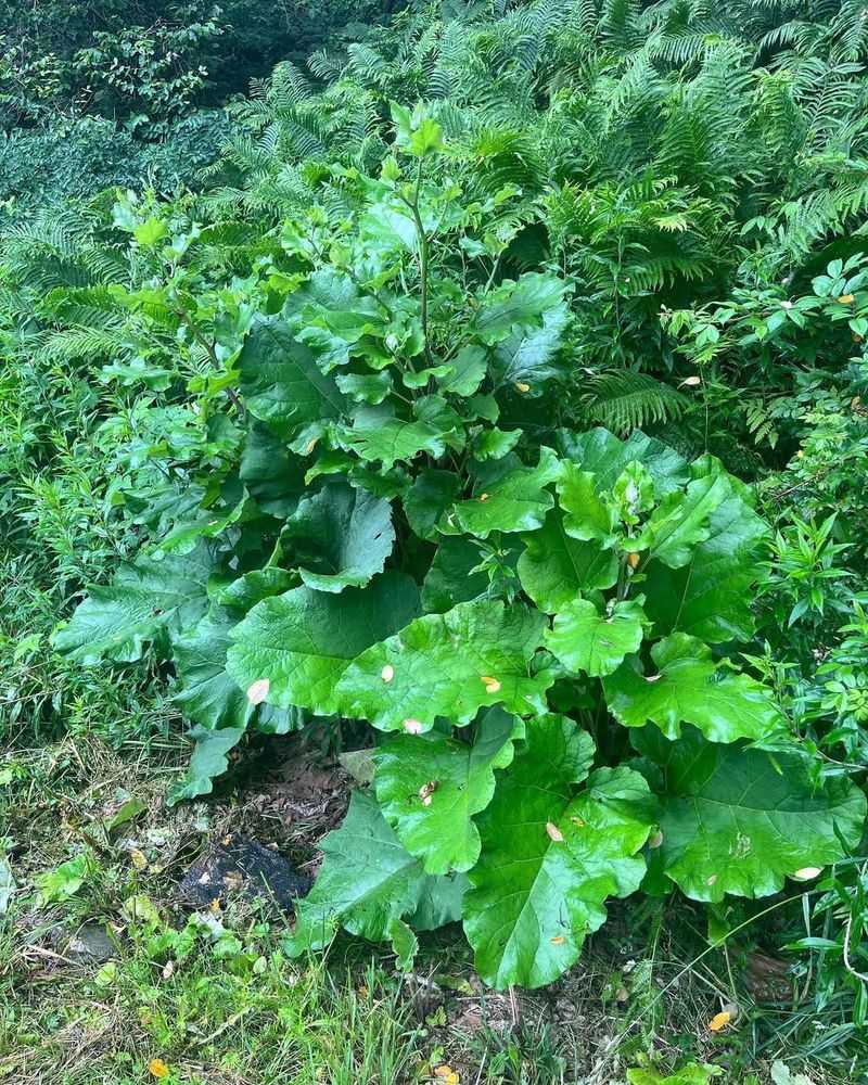 Burdock (Arctium lappa) – The Detoxifier