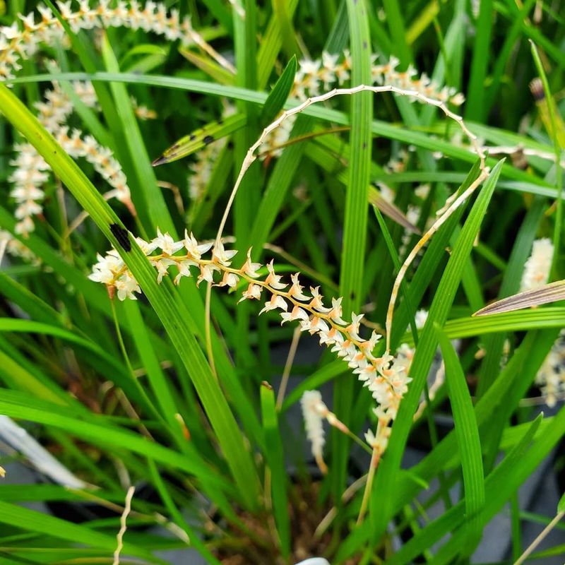 Small or Inconspicuous Flowers