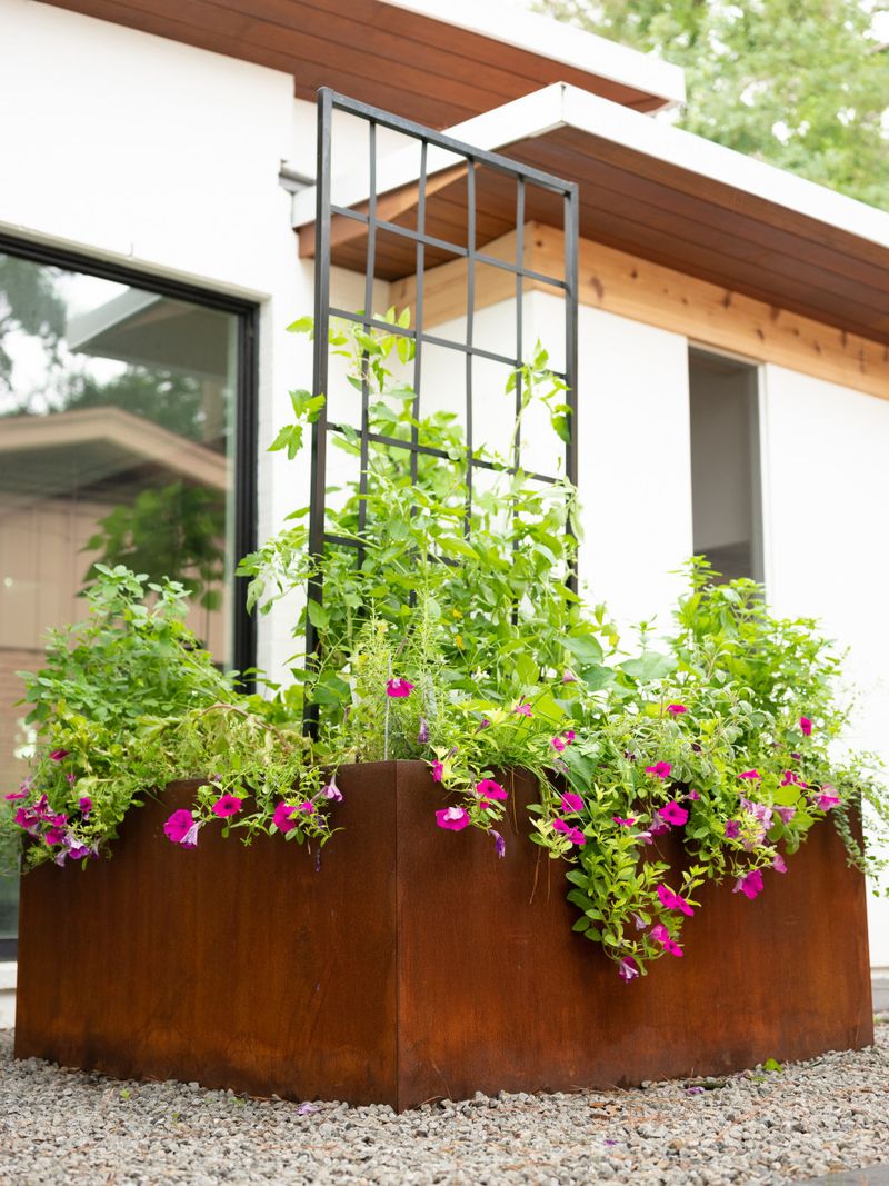 Plant vines on trellises